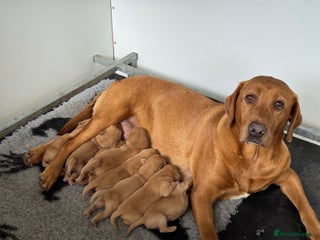 Labrador Retriever dogs - Advert 12