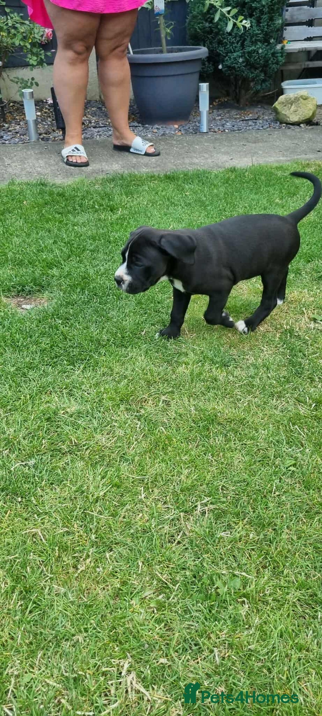 Mixed Breed dogs for sale: Ready to collect – Cane Corso puppies  - Image 19