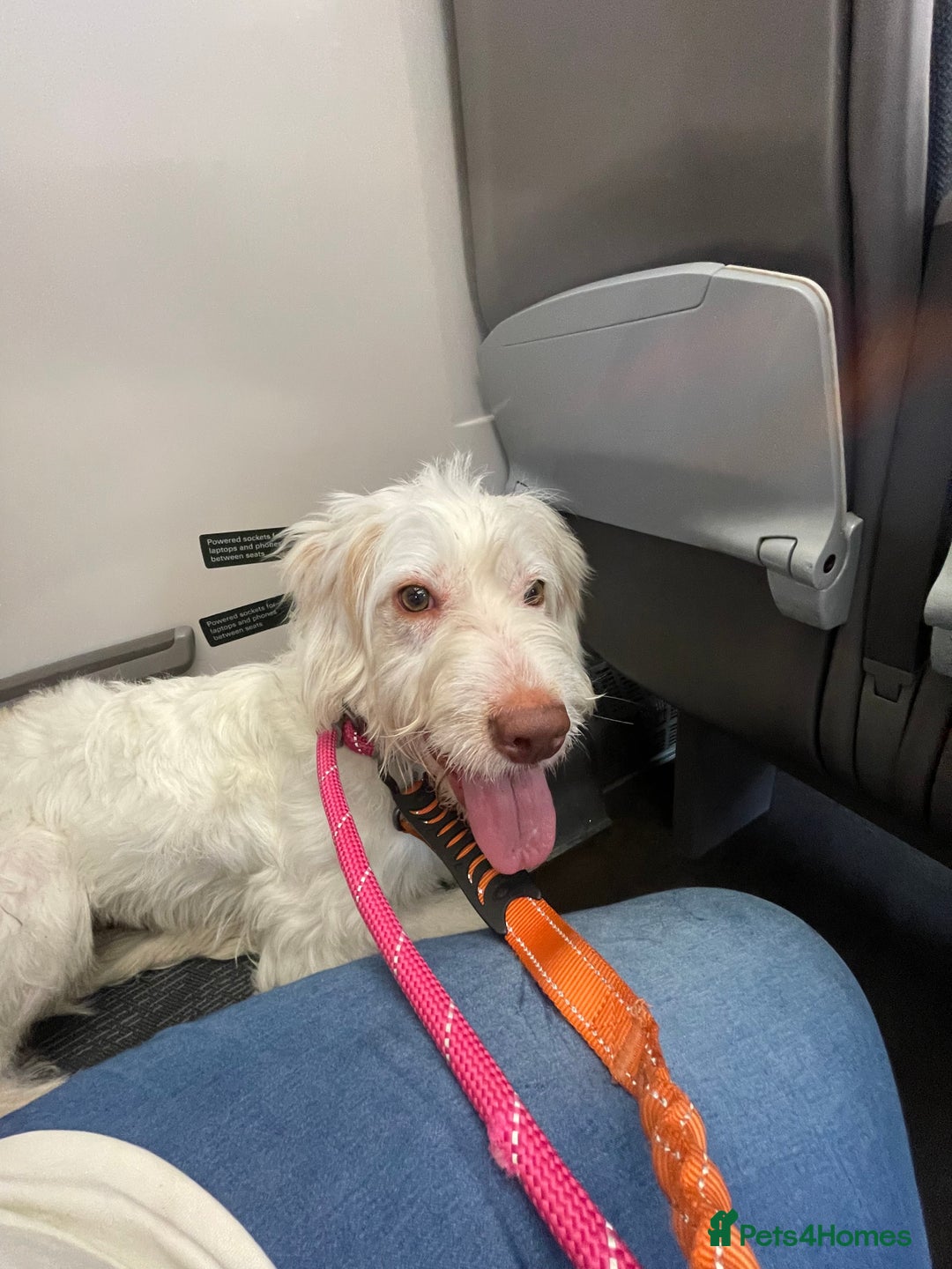 Italian Spinone dogs for sale: Bingo - Image 2