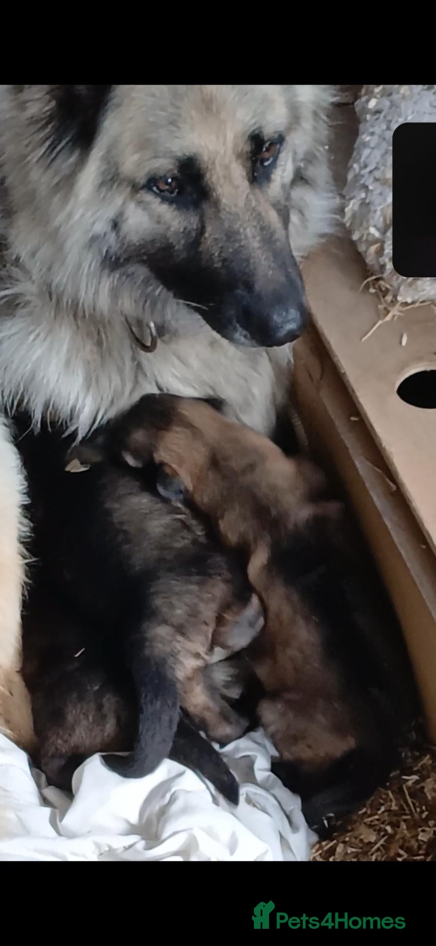 German Shepherd dogs for sale: German Sheperd Puppies - Advert 15