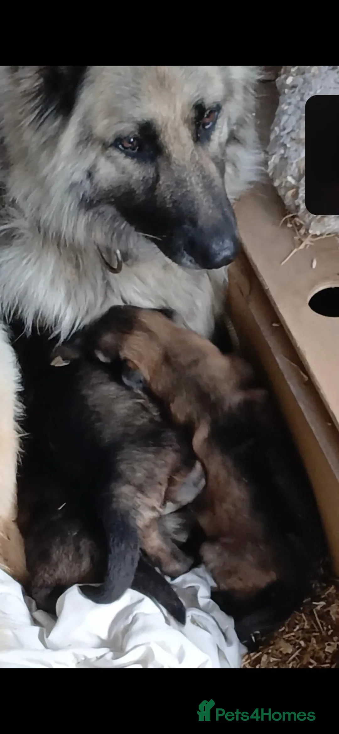 German Shepherd dogs for sale: German Sheperd Puppies in Lincoln - Advert 1