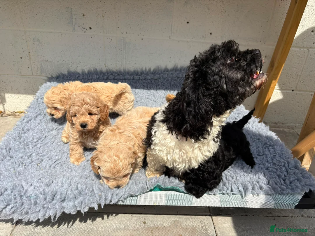 Shihpoo dogs for sale: Beautiful litter of shihpoo puppies - Advert 1