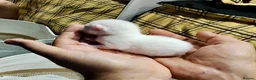 Mixed Breed cats for sale: Seven Beautiful Kittens Looking for Loving Homes - Advert 4
