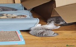 Scottish Fold cats for sale: Scottish Fold Kittens  - Image 9