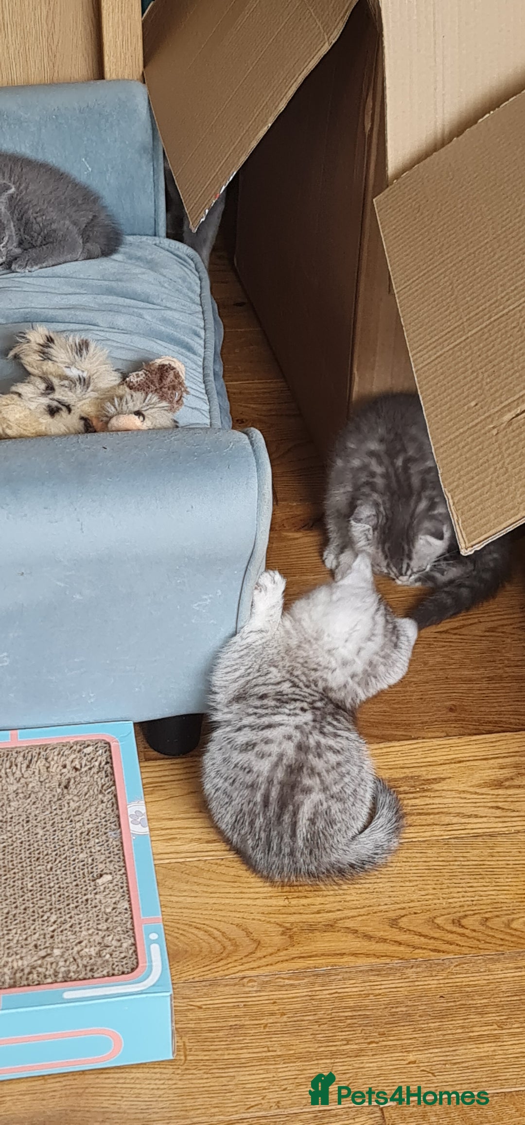Scottish Fold cats for sale: Scottish Fold Kittens  - Image 9