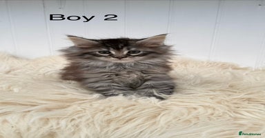 Maine Coon cats Beautiful Maine Coon Kittens for sale GCCF reg - Advert 3