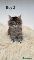 Maine Coon cats Beautiful Maine Coon Kittens for sale GCCF reg - Advert 3