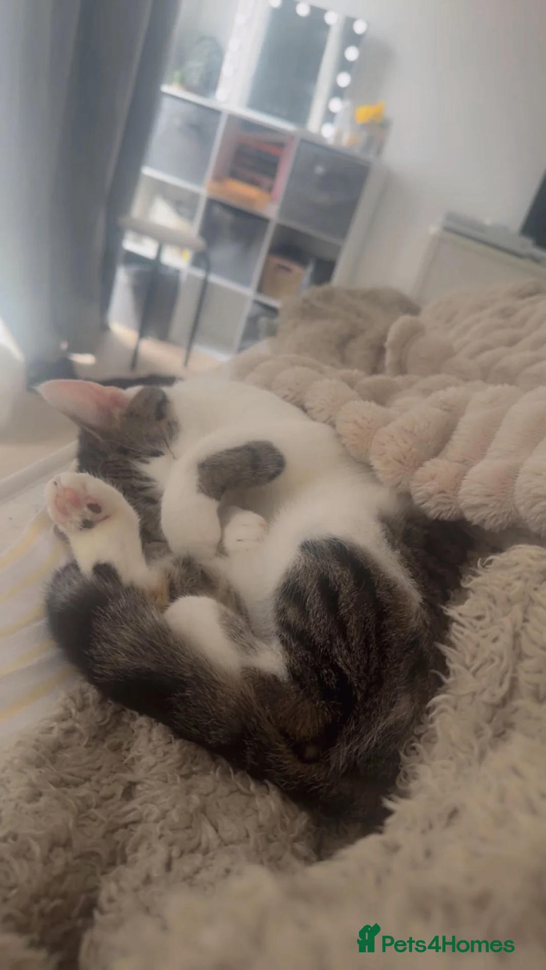 Mixed Breed cats for sale: Female cat looking for forever home🤍🐾 in Dunstable - Advert 2