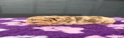 English Bulldog dogs for sale: *** TOP QUALITY ENGLISH BULLDOG PUPPIES *** in Stevenage - Advert 18