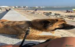 Mixed Breed dogs for sale: 2 year old German shepherd x chow - Image 4