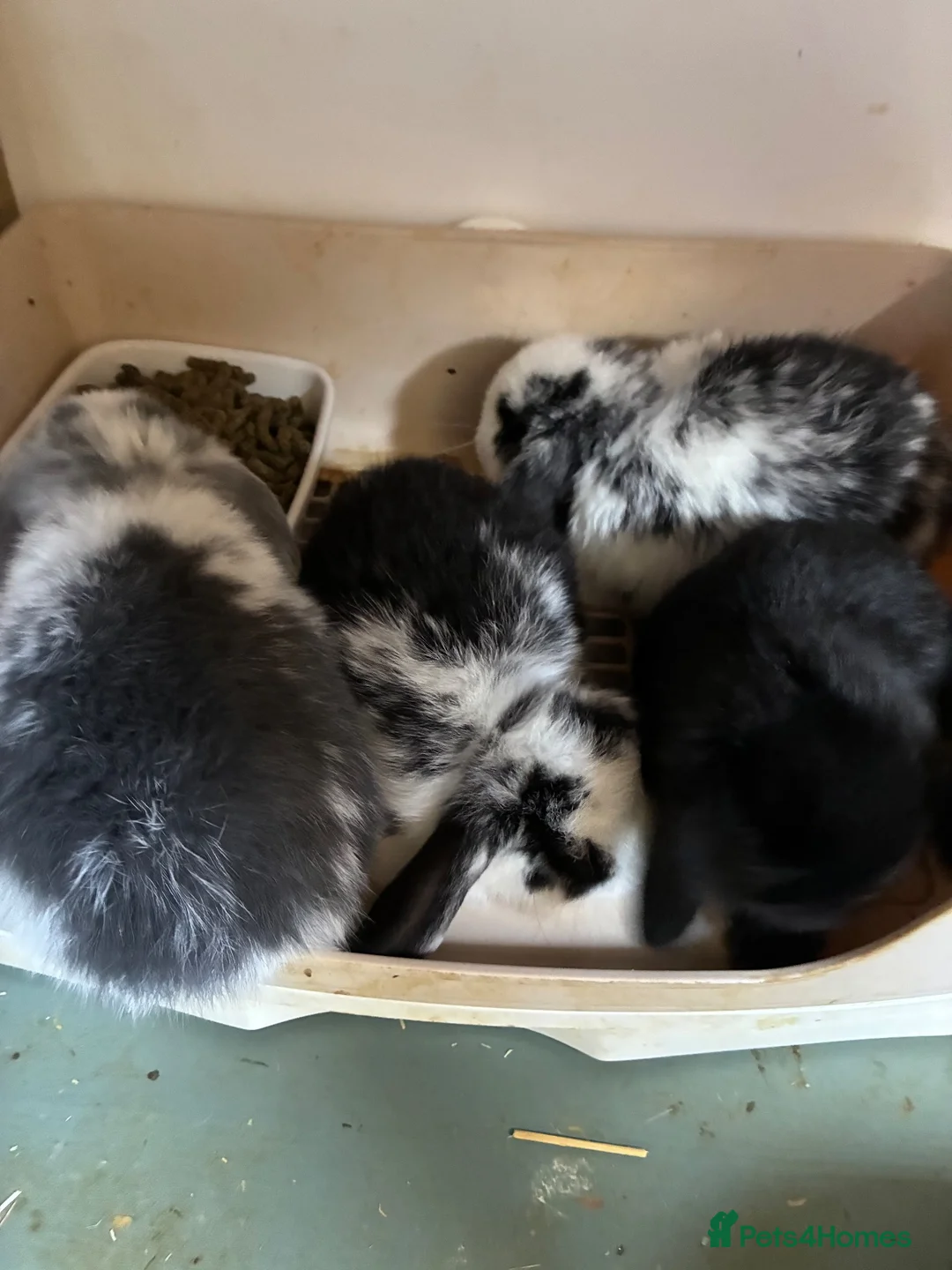 Mini Lop rabbits for sale: Beautiful pure breed mini lops - Advert 9