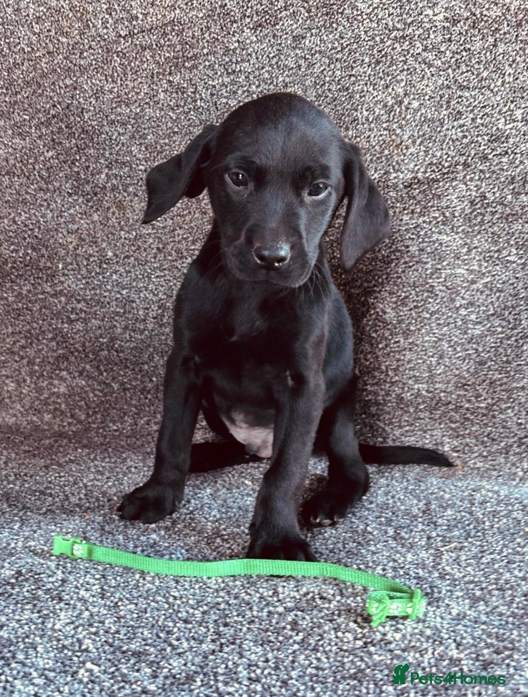 Labrador Retriever dogs for sale: Beautiful Black KC Reg Labrador Pups - Advert 5