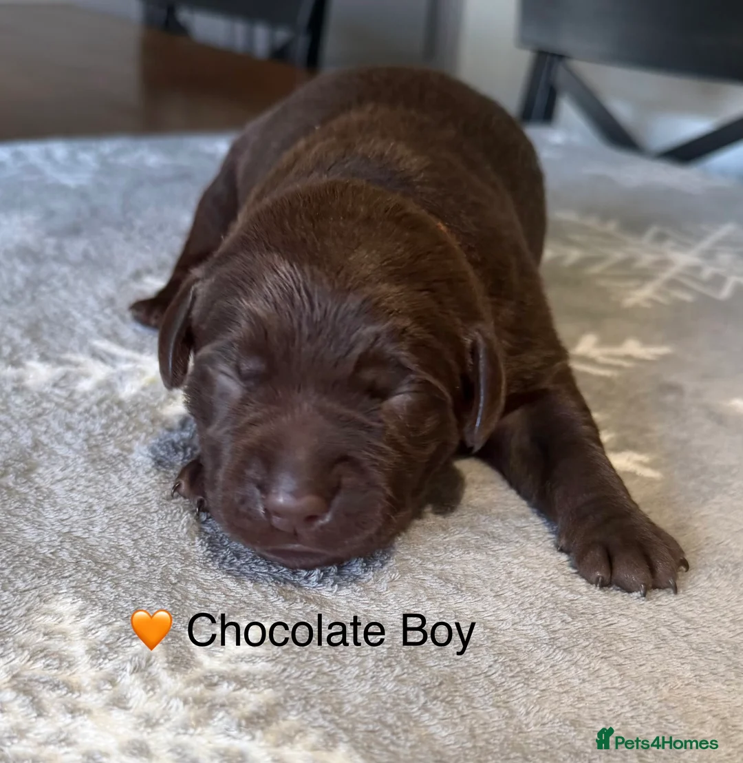 Labrador Retriever dogs for sale: Stunning Chocolate and Black Labrador pups - Advert 8