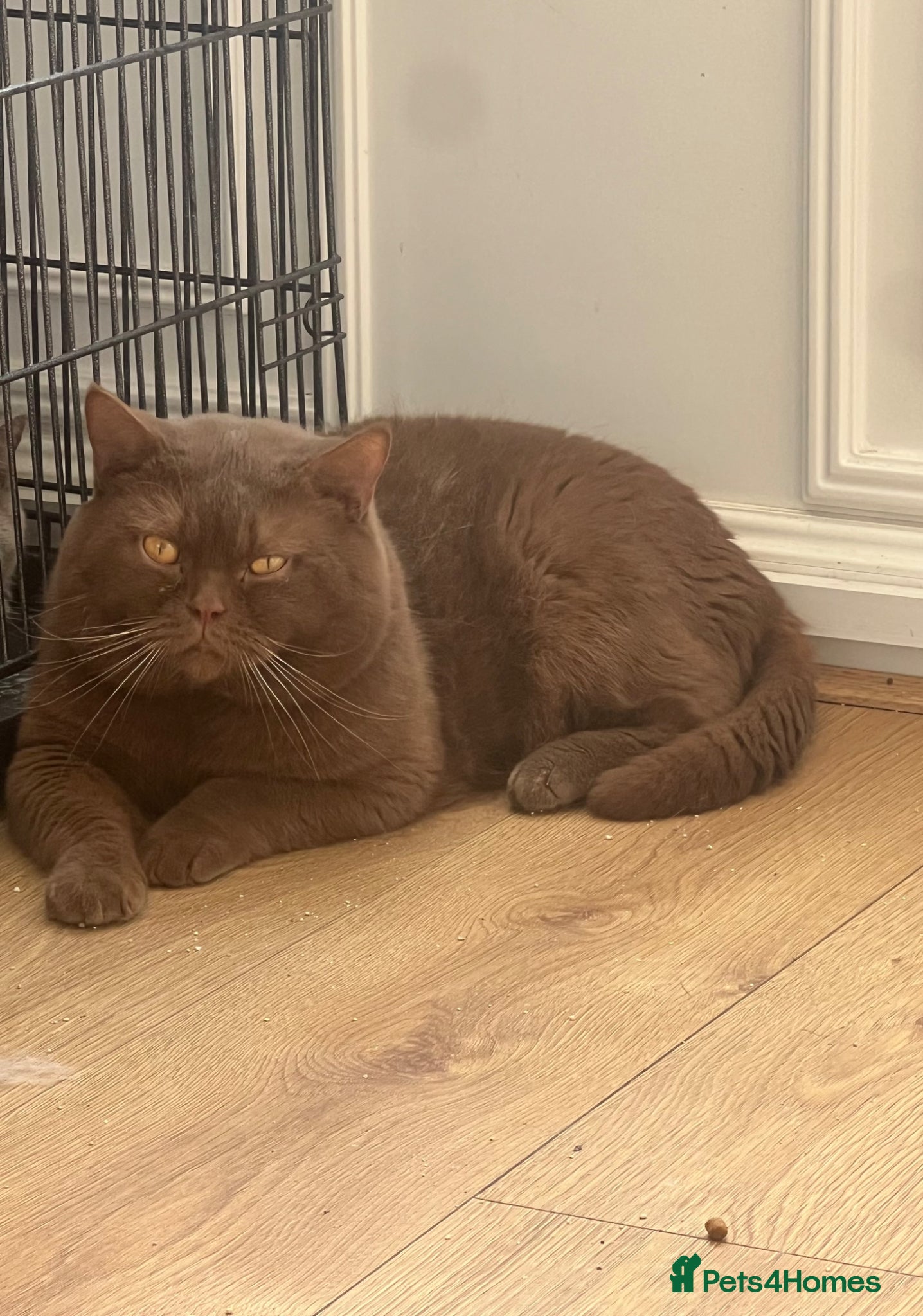 British Shorthair cats British shorthair cinnamon STUD - Advert 12