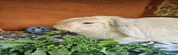 Mini Lop rabbits for sale: ❤️ rescue rabbits looking for loving home ❤️ - Advert 2