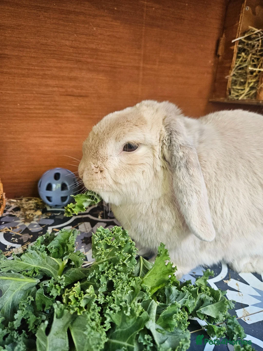 Mini Lop rabbits for sale: ❤️ rescue rabbits looking for loving home ❤️ - Advert 2
