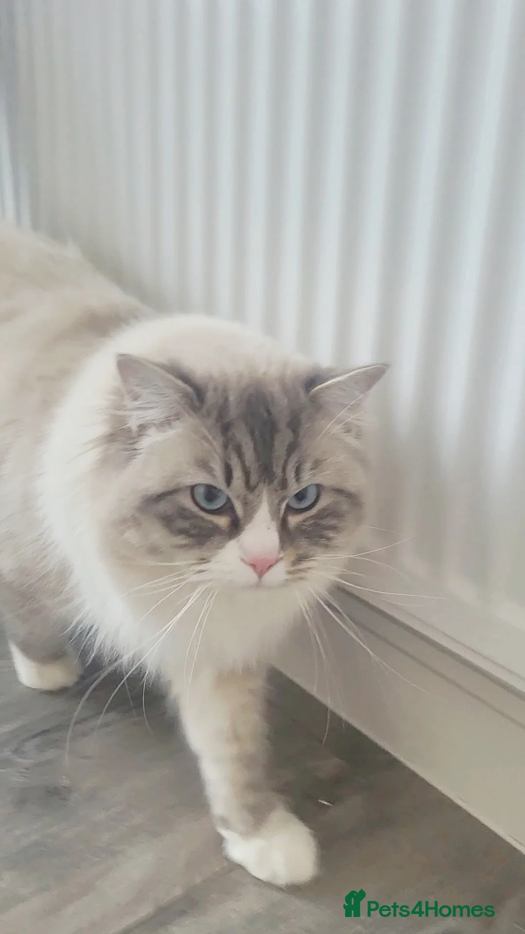 Ragdoll cats for stud: Large GCCF (active) ragdoll, 'stud only'!!!   - Advert 2