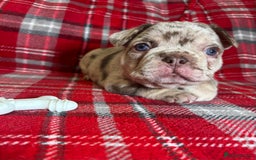 French Bulldog dogs for sale: QUALITY FRENCH BULLDOG PUPPIES - Advert 9