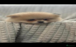 Pomeranian dogs for sale: Pedigree miniature pomeranians - Image 6