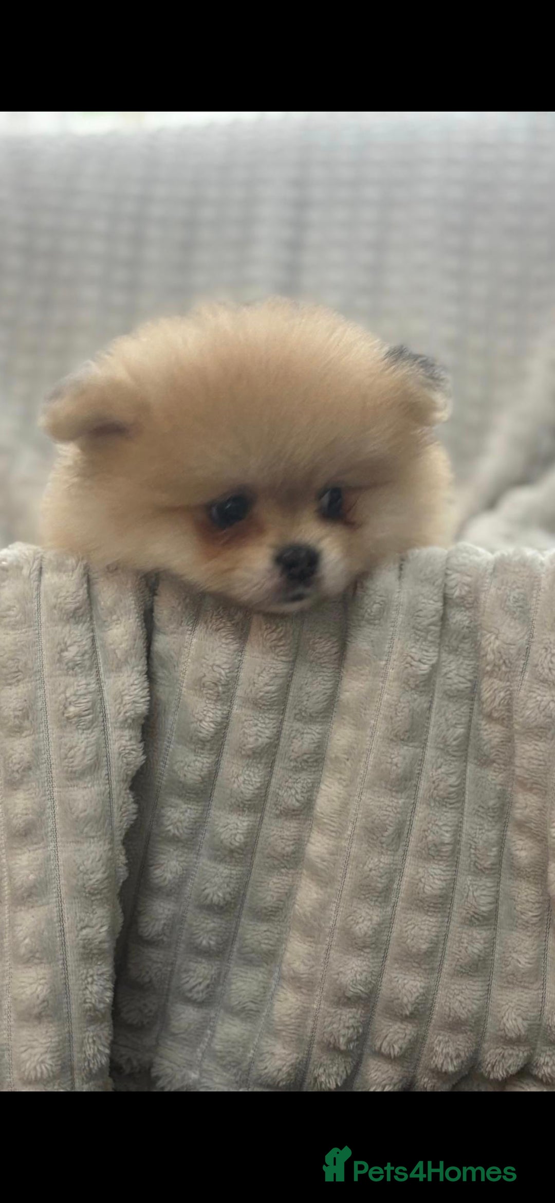 Pomeranian dogs for sale: Pedigree miniature pomeranians - Image 6