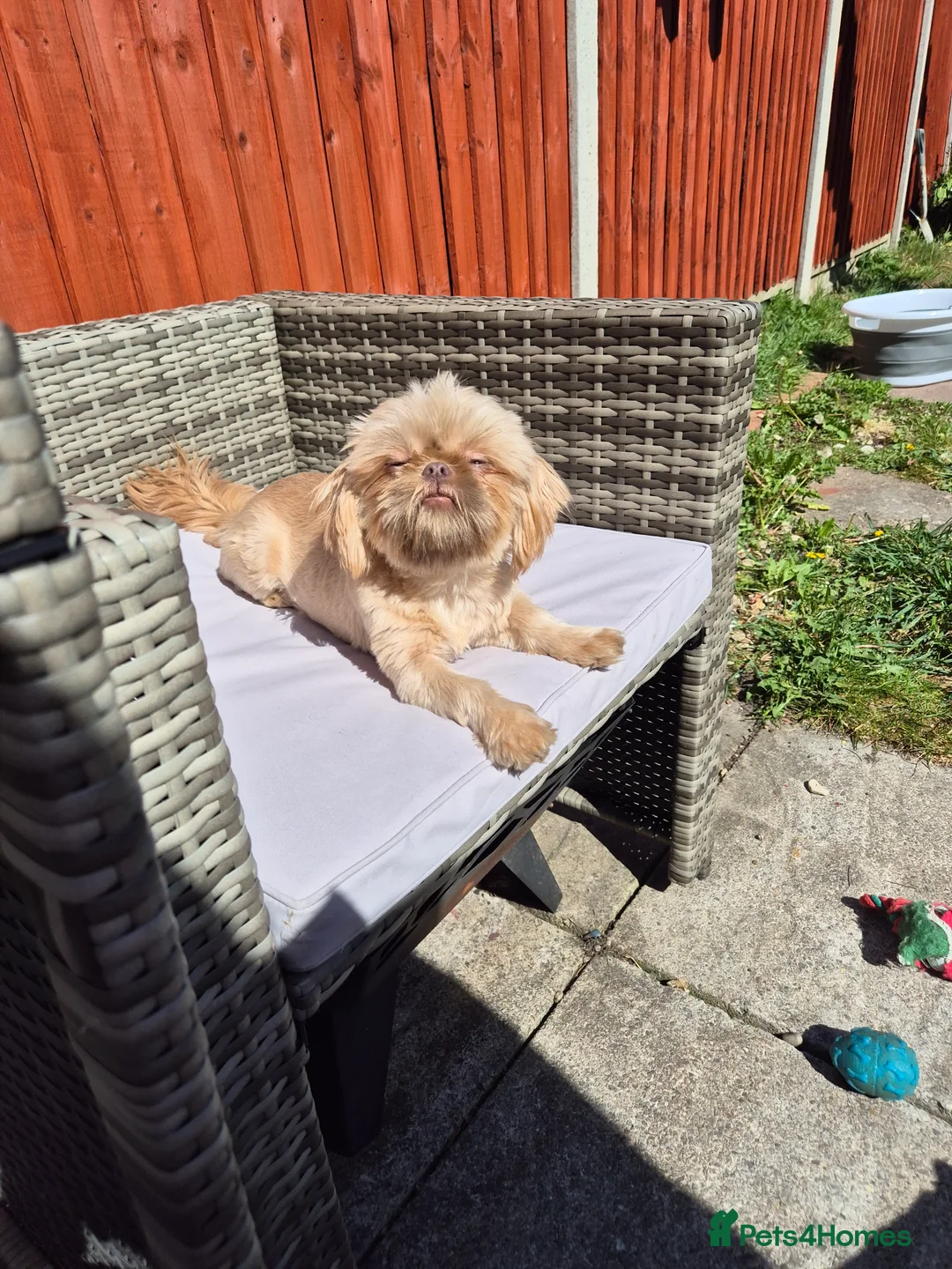 Shih Tzu dogs for sale: Beautiful Karashishi Imperial Shih Tzu Puppies  - Advert 8