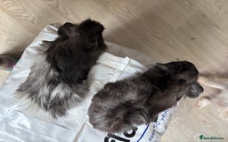 Guinea Pig rodents for sale: 8 week old and 10month old boys and girls - Image 16