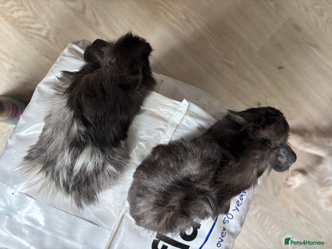 Guinea Pig rodents for sale: 8 week old and 10month old boys and girls - Image 16