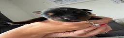 Rottweiler dogs for sale: Beautiful German bloodline Rottweiler puppies - Advert 10