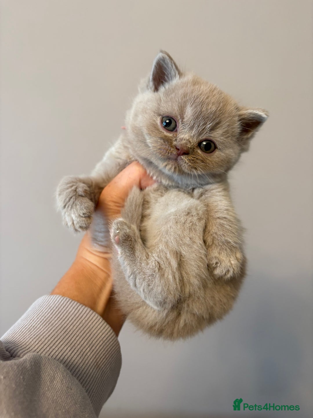 British Shorthair cats for sale: British Shorthair Kittens - Image 20