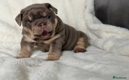 English Bulldog dogs for sale: British bulldog  - Image 2