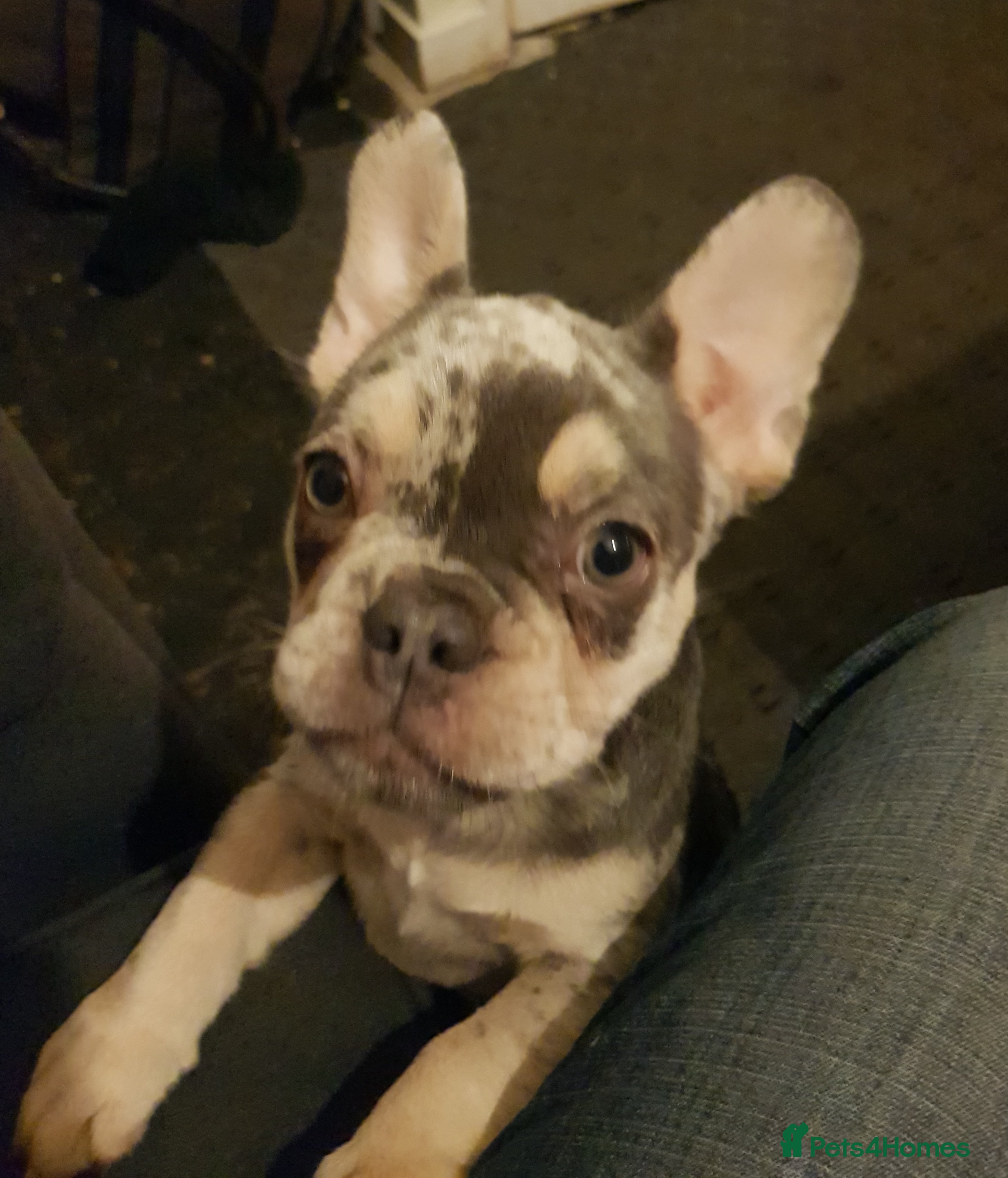 French Bulldog dogs 🐶 Stunning Merle Lilac Fawn French Bulldogs - Advert 1