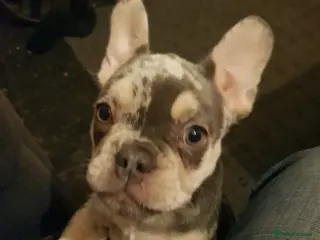 French Bulldog dogs 🐶 Stunning Merle Lilac Fawn French Bulldogs - Advert 17