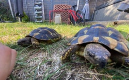 Tortoise reptiles for sale: Jack and Georgina  - Image 1