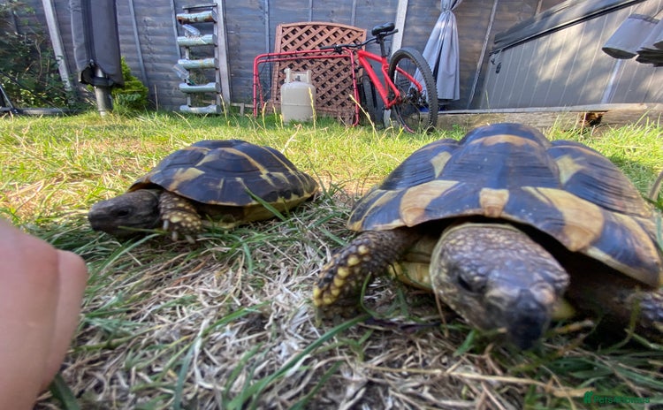 Tortoise reptiles - Advert 4