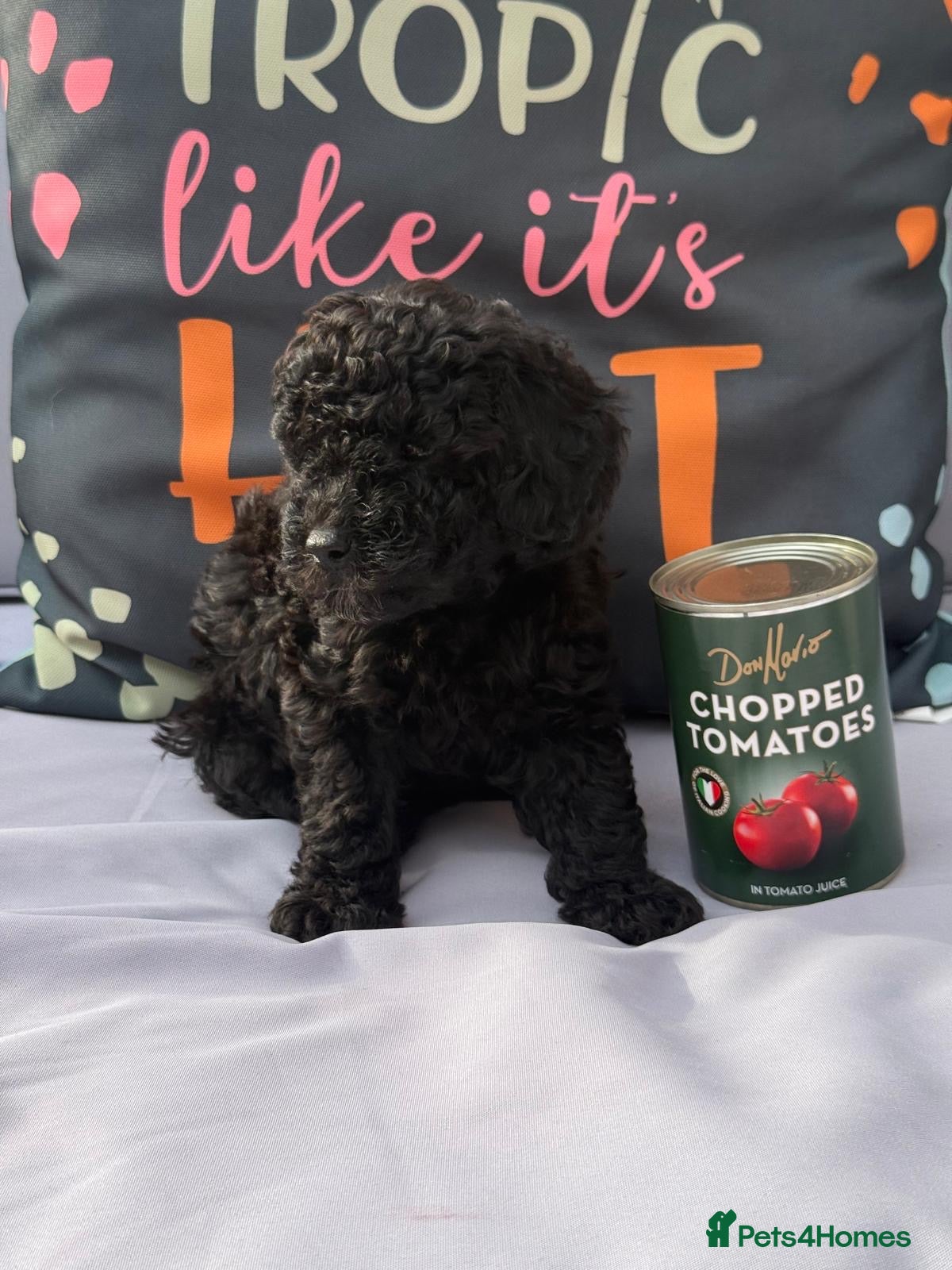 Cockapoo dogs Toy Cockapoo Puppies | DNA & Health Tested Parents - Advert 2