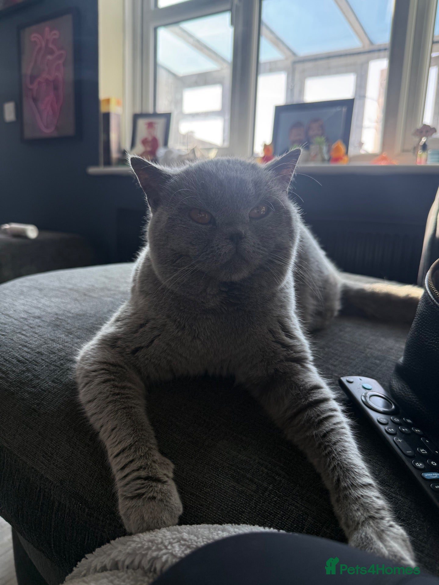 British Shorthair cats Gorgeous British blue  - Advert 3