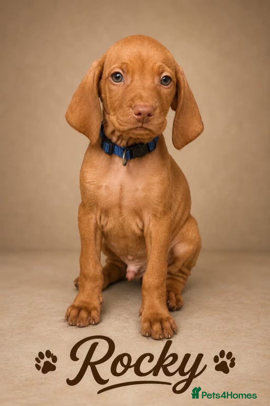 Hungarian Vizsla dogs KC Stunning Hungarian vizsla puppies  - Advert 2