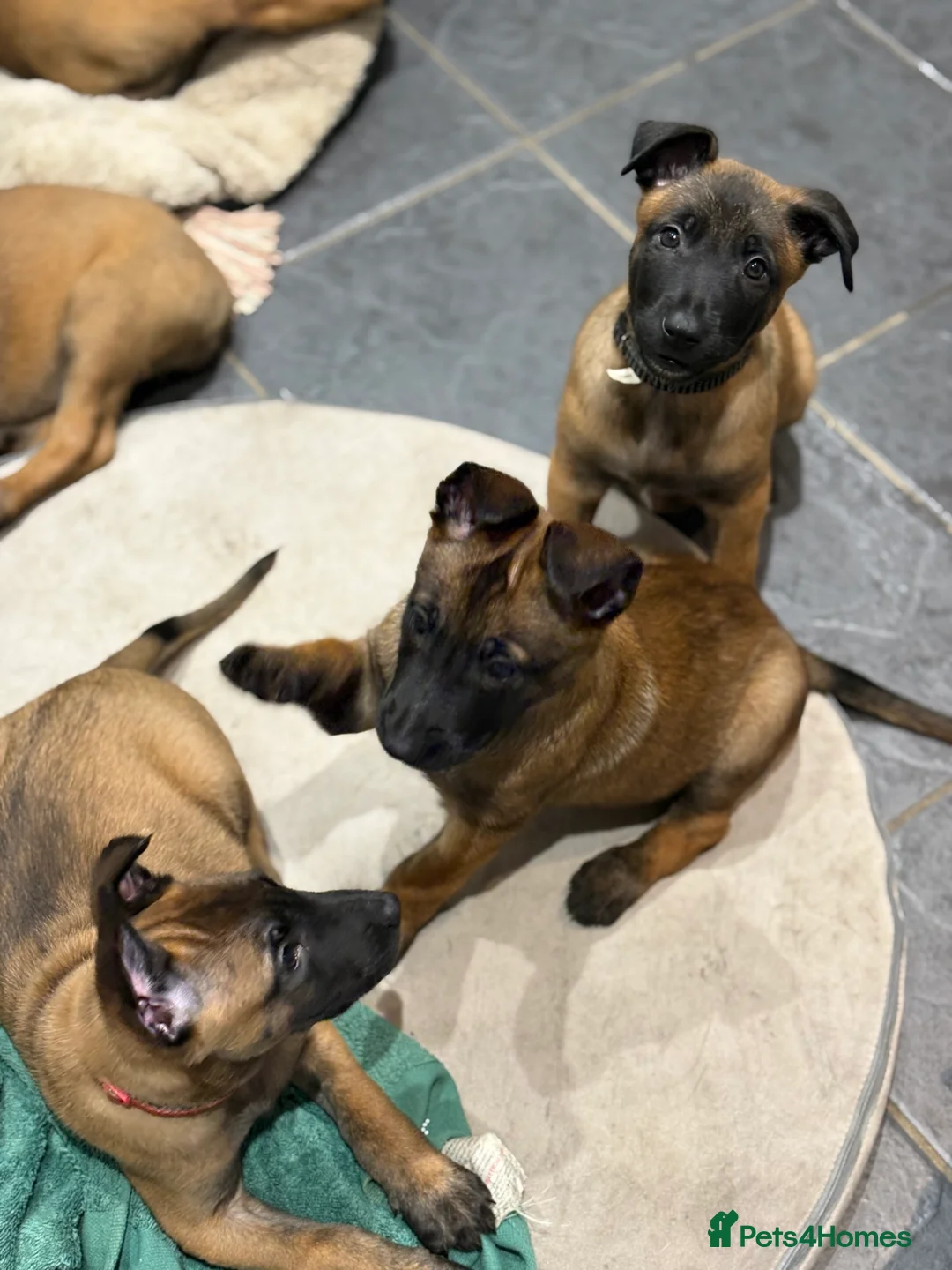 Belgian Shepherd Dog dogs for sale: Belgian Malinois Puppies - Ready to leave! - Advert 16