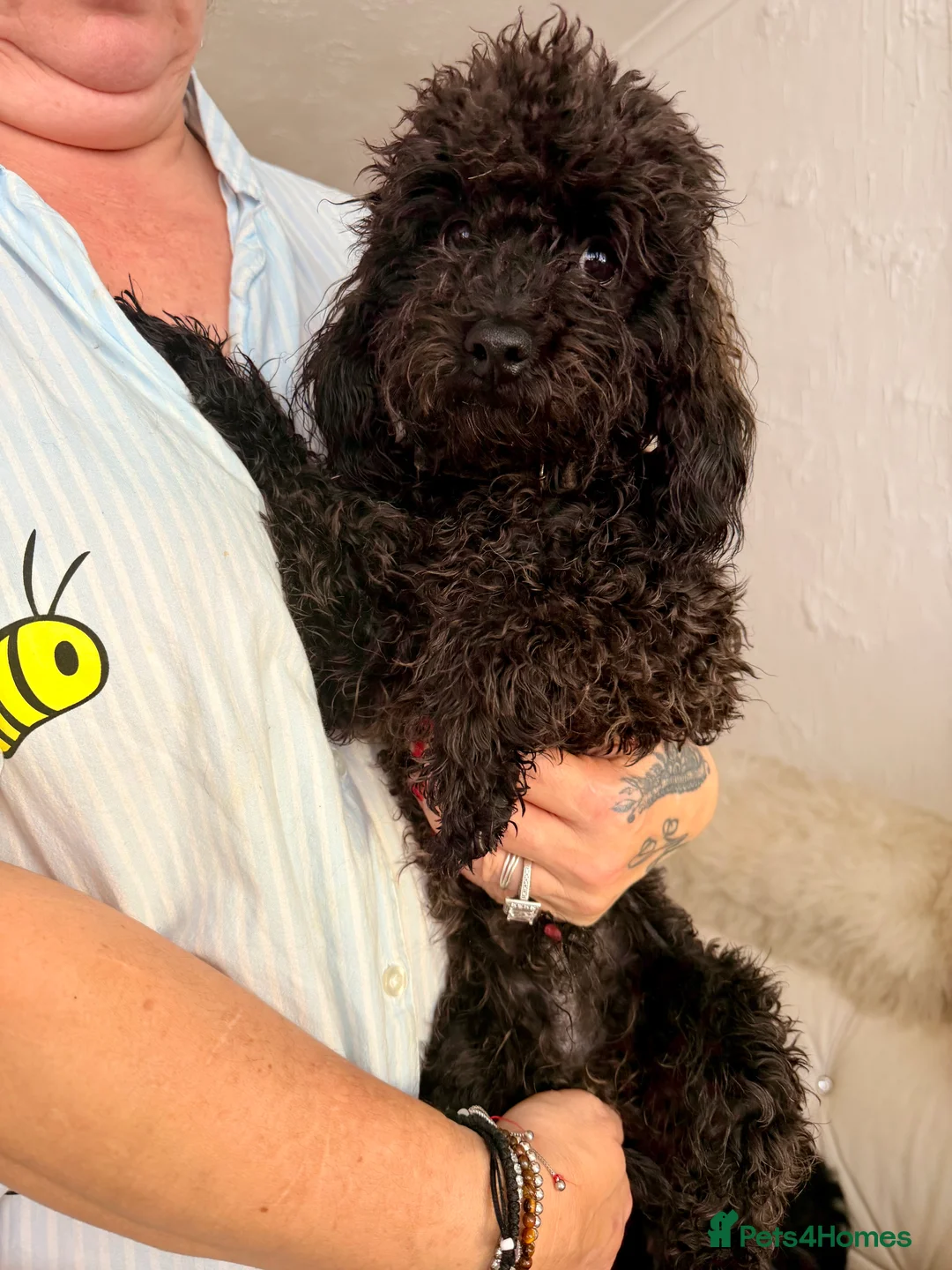 Toy Poodle dogs for sale: 🐾🐩⭐️ASIAN TOY POODLE⭐️ 🐩🐾 - Advert 7