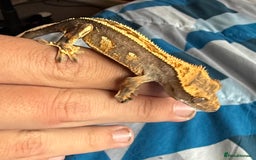 Gecko reptiles for sale: 2x baby crested gecko and full bioactive setup - Image 3