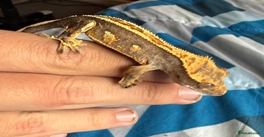 Gecko reptiles - Advert 3
