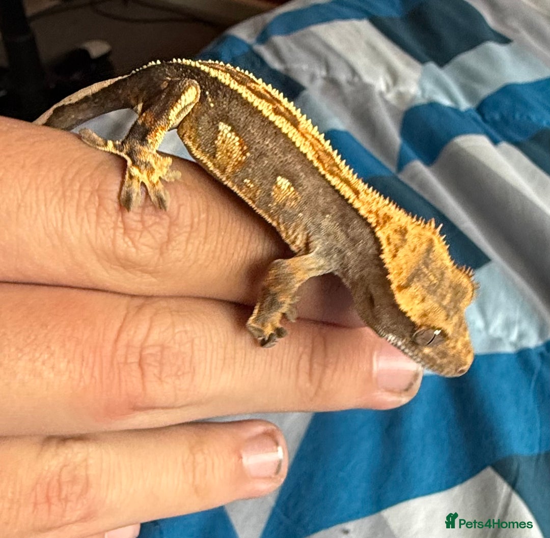 Gecko reptiles for sale: 2x baby crested gecko and full bioactive setup - Image 3