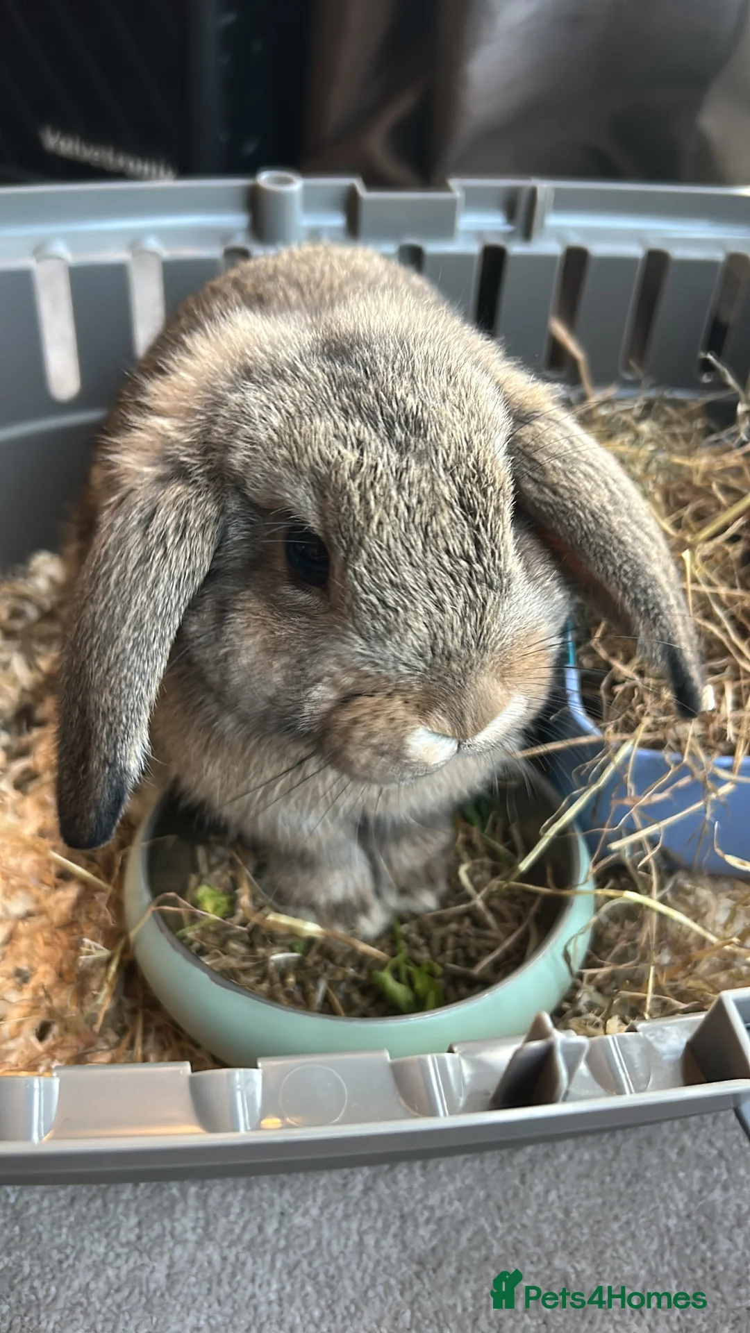 Mini Lop rabbits for sale: Mini Lop Rehome - Advert 1