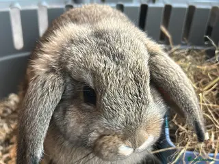 Mini Lop rabbits Mini Lop Rehome - Advert 1