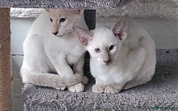 Siamese cats for sale: Two Male Siamese Kittens Looking for New Slaves - Image 5