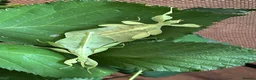 Stick Insects invertebrates for sale: Leaf Insect, (Phyllium letiranti "Tataba)  in Ashford - Advert 6