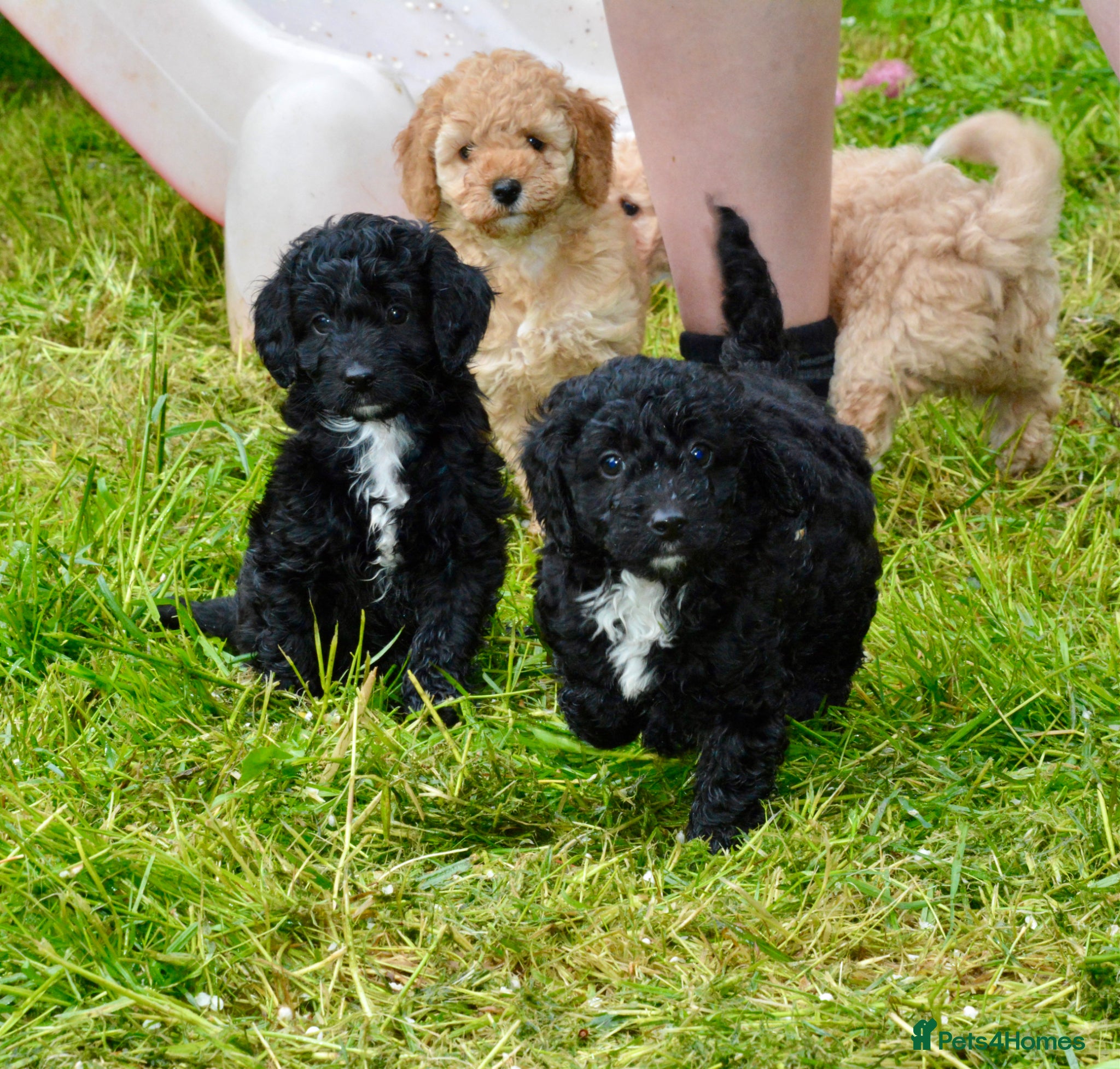 Cockapoo dogs Beautiful Cockapoo puppies for sale - Advert 5
