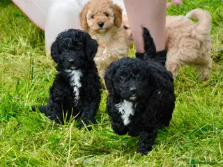 Cockapoo dogs Beautiful Cockapoo puppies for sale - Advert 5