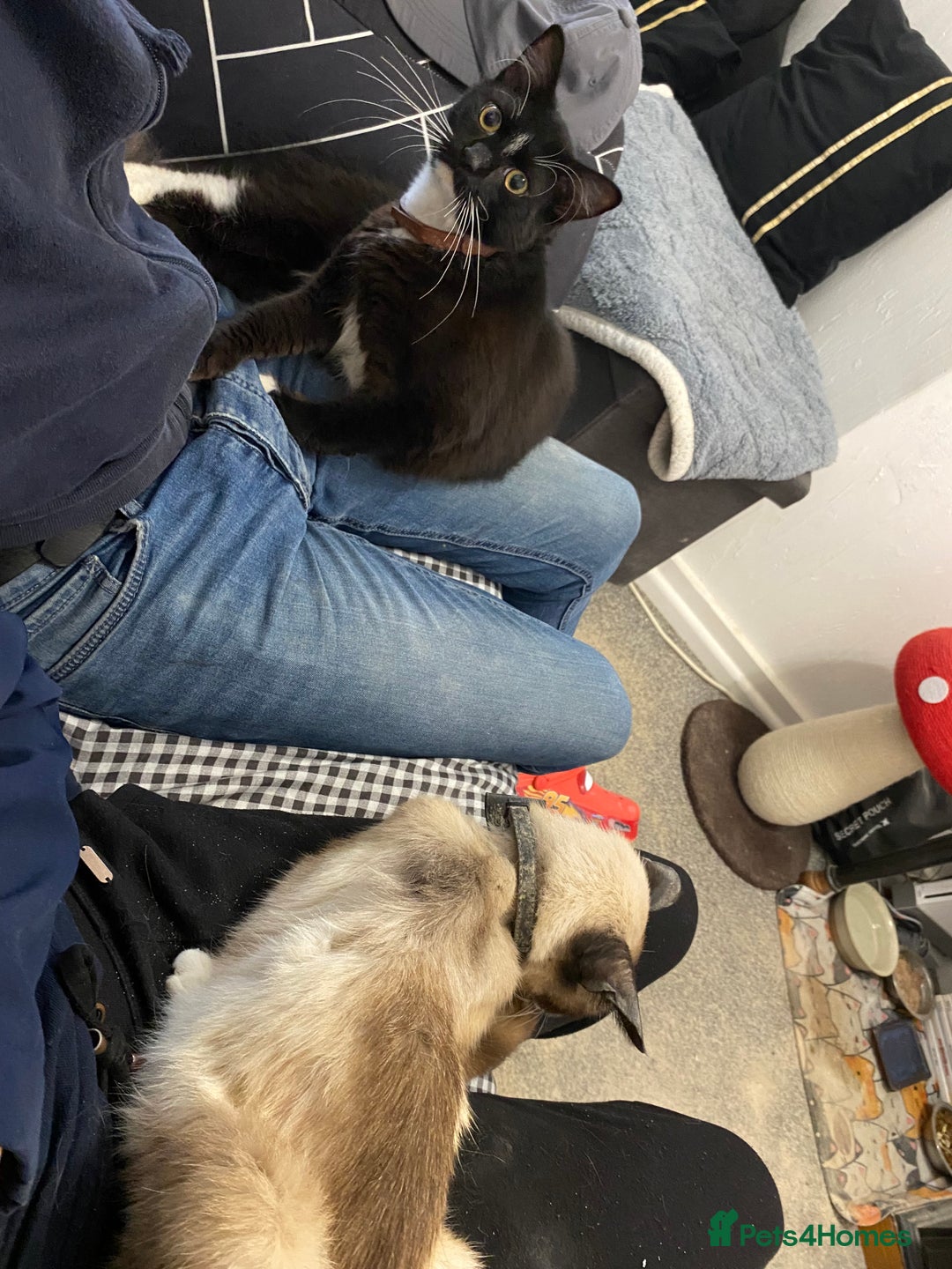 Mixed Breed cats for sale: RESCUSED but can not house  - Advert 2