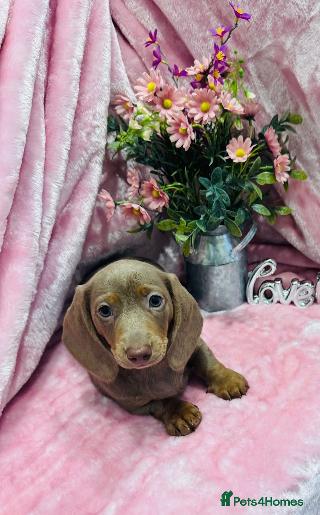 Miniature Dachshund dogs for sale: Miniature dachshunds - Advert 28